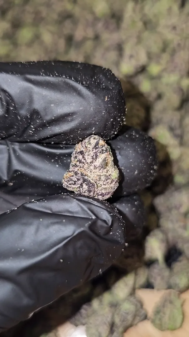 Grape CureLato – First Cut Exotics – Medium Buds