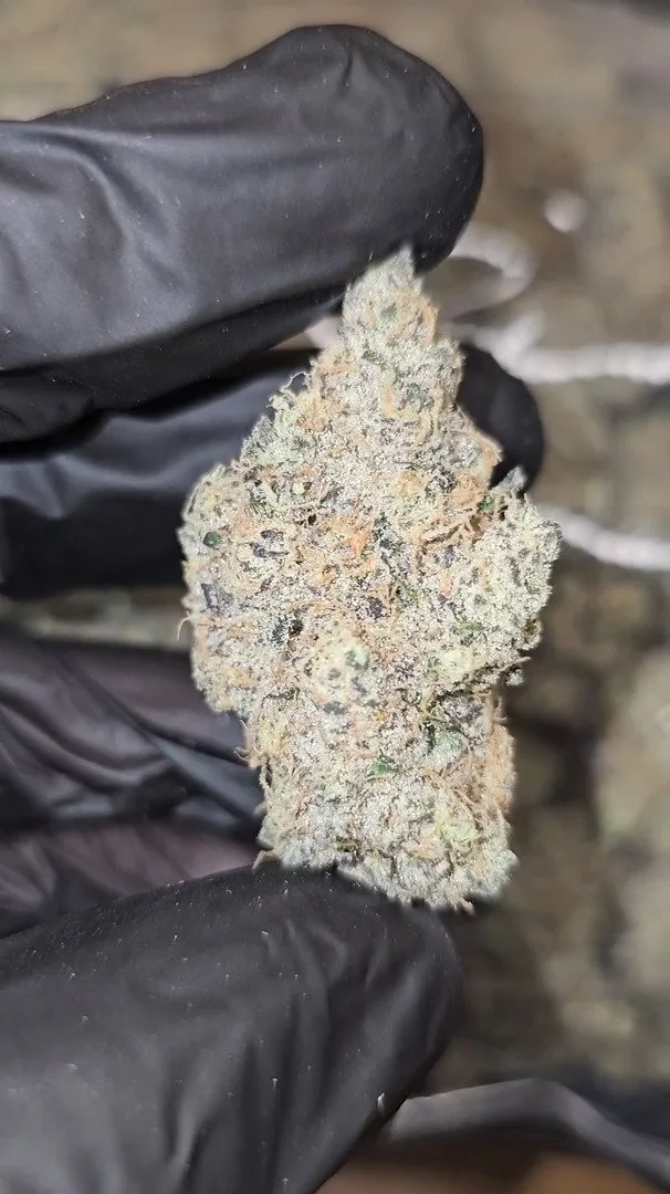 LEMON CHERRY MILK – FIRST CUT EXOTICS