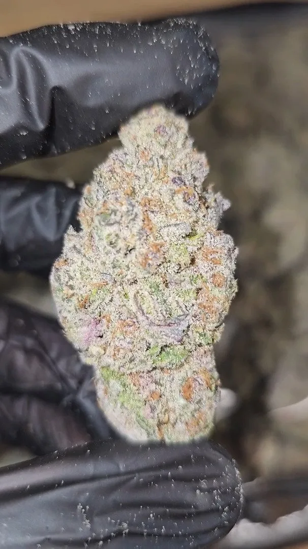 SUBZERO | FIRST CUT EXOTICS